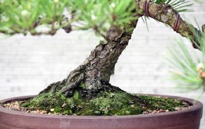 japanese -black-pine-39-nebari